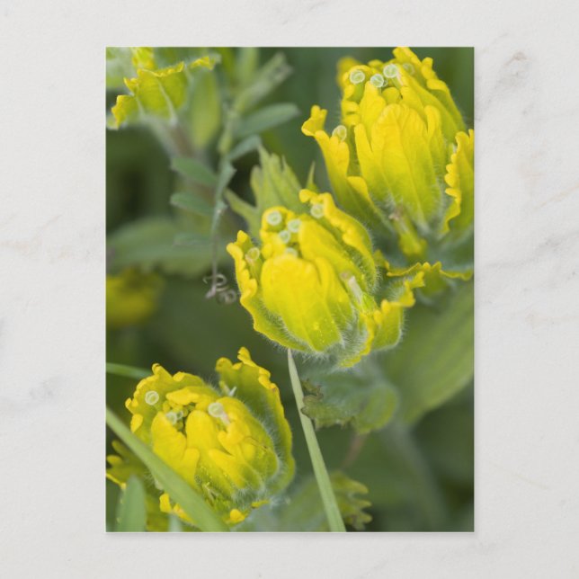 Postal Pincel dorado indio Castilleja (Anverso)