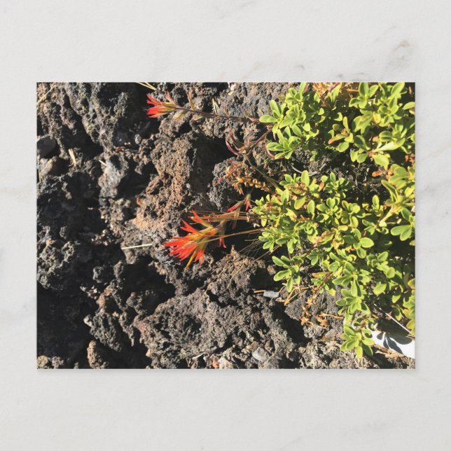 Postal Pincel indio (Anverso)