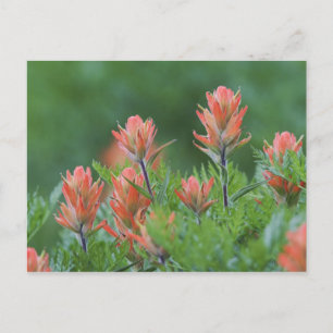 Postal Pincel indio, Castilleja miniata, Ouray,