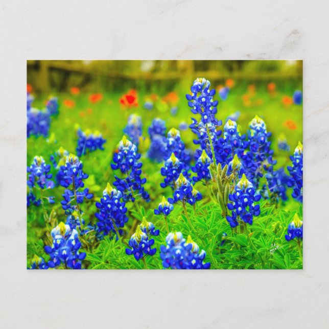 Postal Pincel indio de Texas Bluebonnets (Anverso)