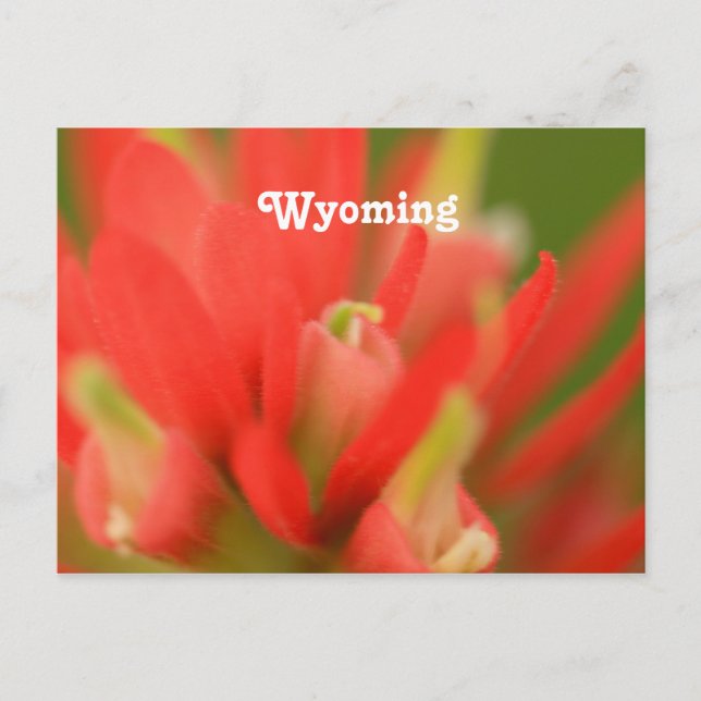 Postal Pincel indio de Wyoming (Anverso)
