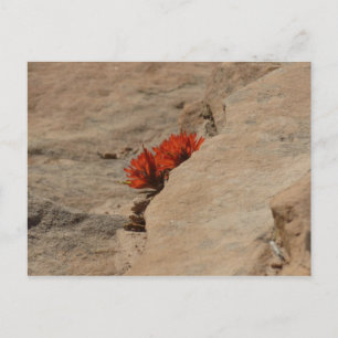 Postal Pincel indio en rocas en Zion