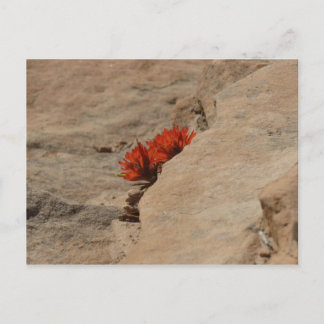 Postal Pincel indio en rocas en Zion