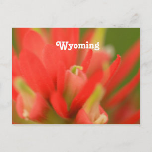 Postal Pincel indio Wyoming