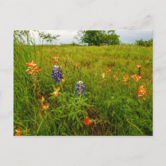 Postal Pincel indio y Bluebonnets, Ennis, TX