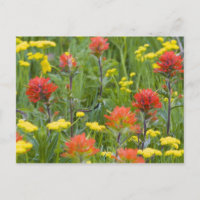 Pincel indio y flores silvestres de bizcocho