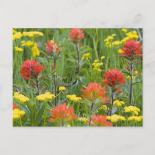 Postal Pincel indio y flores silvestres de bizcocho