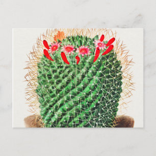 Postal Pincushion Cactus vintage