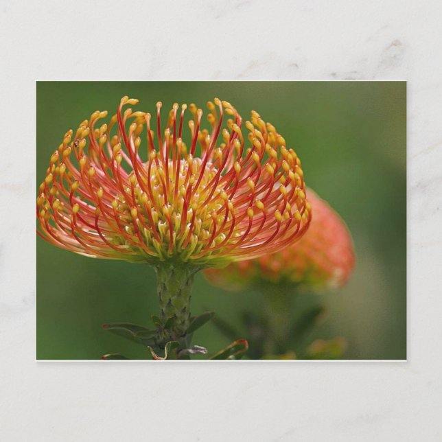 Postal pincushion-protea (Anverso)