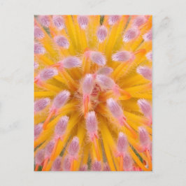 Postal Pincushion Proteaceae rosa y Naranja