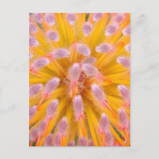 Postal Pincushion Proteaceae rosa y Naranja (Anverso)