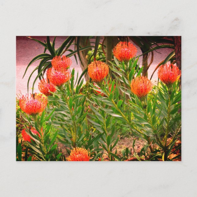 Postal Pincushion Tango #1-1 Postcard (Anverso)