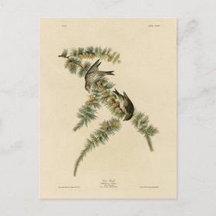 Postal Pine Finch (Pine Siskin), Aves Audubon de América