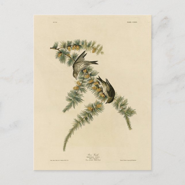 Postal Pine Finch (Pine Siskin), Aves Audubon de América (Anverso)