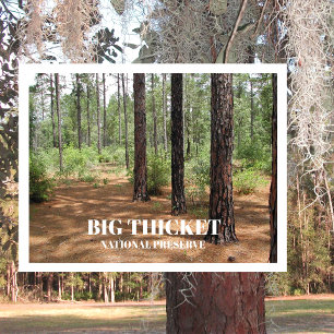 Postal Pine Forest Clearing Big Thicket