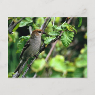 Postal Pine Grosbeak