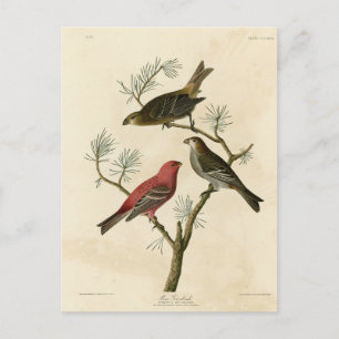 Postal Pine Grosbeak de los pájaros de América de Audubon