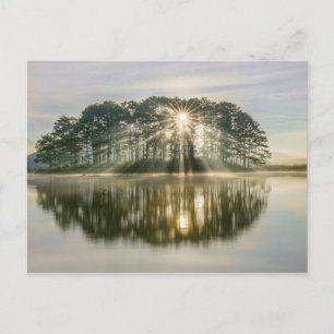 Postal Pine Island Sunray