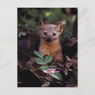 Postal Pine Marten