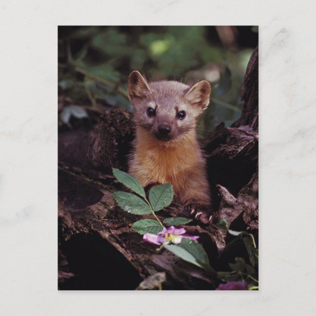 Postal Pine Marten (Anverso)