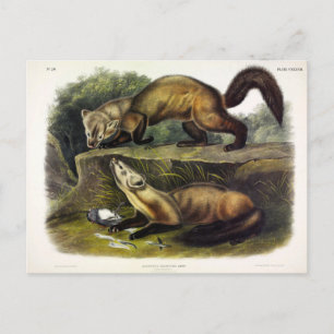 Postal Pine Marten (Mustela Martes) Norteamericano