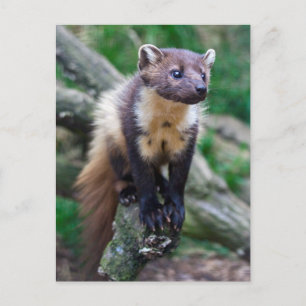 Postal Pine Marten Postcard