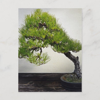 Postal Pine negro japonés Bonsai