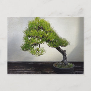 Postal Pine negro japonés Bonsai