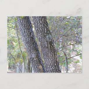 Postal Pine Trees
