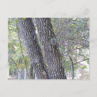 Postal Pine Trees