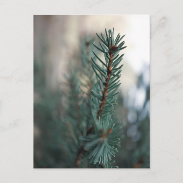 Postal Pine Trees (Anverso)