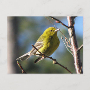 Postal Pine Warbler en cereza