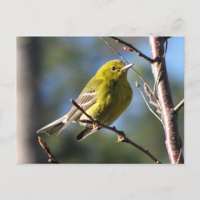 Postal Pine Warbler en cereza (Anverso)