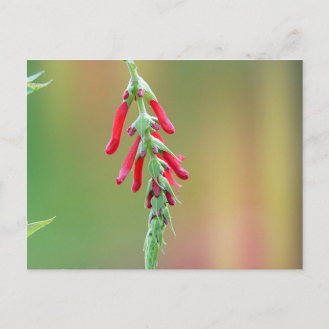 Postal Pineapple Sage Bloom (Anverso)