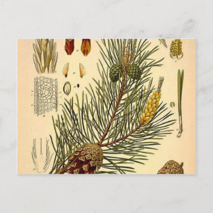 Postal Pinecone Pine Tree Vintage Botanic Print