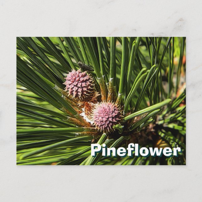 Postal Pinefluente (Anverso)
