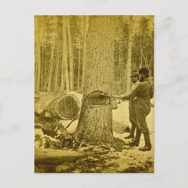 Postal Pinerías de los hermanos Goodridge de Michigan Sag (Anverso)