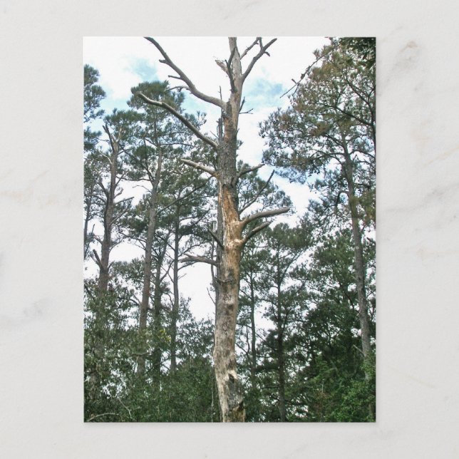 Postal Pines en Beach Nature Trail OBX NC (Anverso)