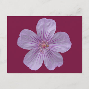 Postal Pineywoods Geranium #1