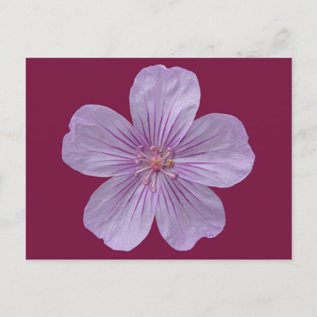 Postal Pineywoods Geranium #1 (Anverso)
