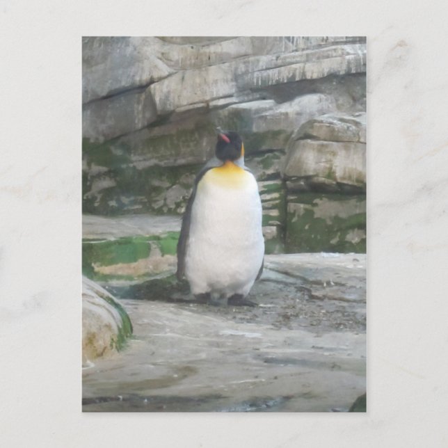Postal Pinguin (Anverso)