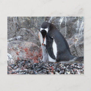 Postal Pinguin con una chica