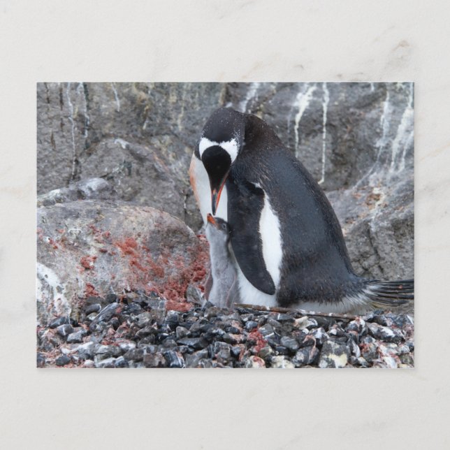 Postal Pinguin con una chica (Anverso)