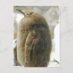 Postal pingüino