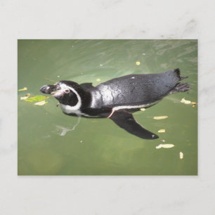 Postal Pingüino