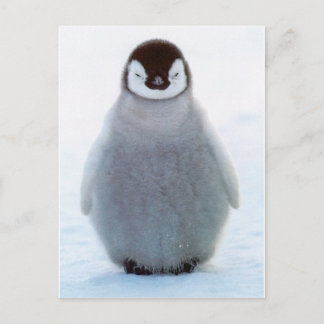 Postal Pingüino