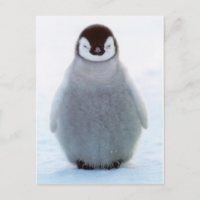 Postal Pingüino