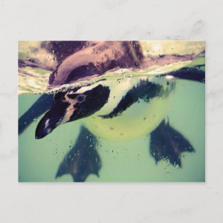 Postal Pingüino