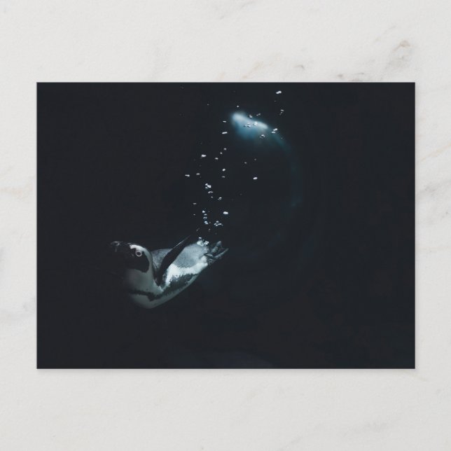 Postal Pingüino (Anverso)