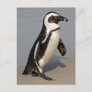 Postal Pingüino Africano Caminando